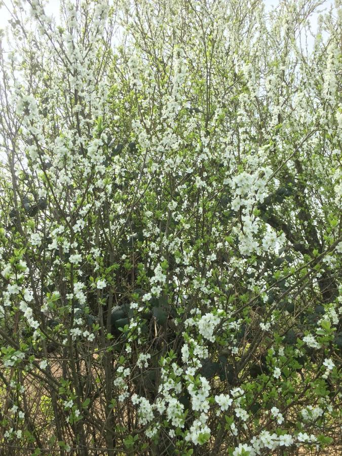 La Blanche Roche Panzió Sourdeval Kültér fotó